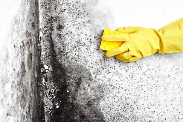 Mold Prevention & Removal